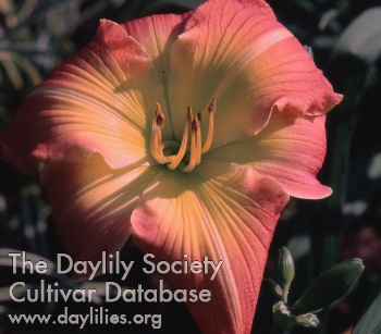 Daylily Savannah Beacon